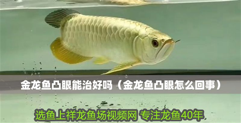 金龍魚凸眼能治好嗎（金龍魚凸眼怎么回事）