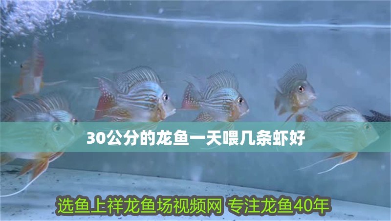 30公分的龍魚一天喂幾條蝦好 30公分的龍魚一天喂幾條蝦好 龍魚百科 第4張