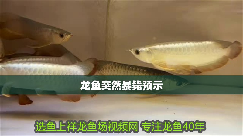 龍魚突然暴斃預(yù)示