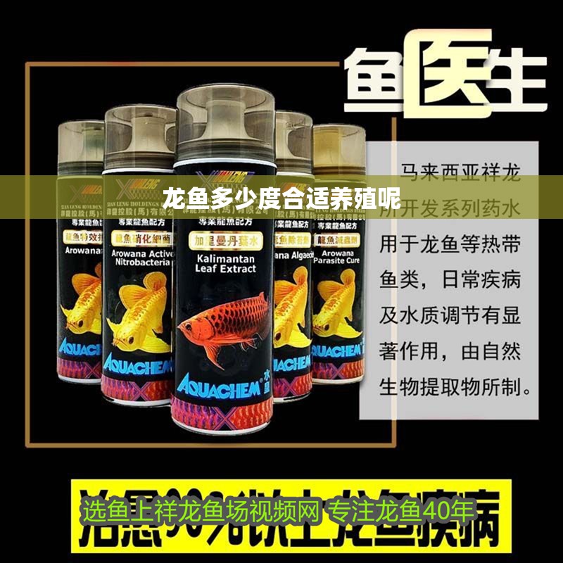 龍魚多少度合適養殖呢
