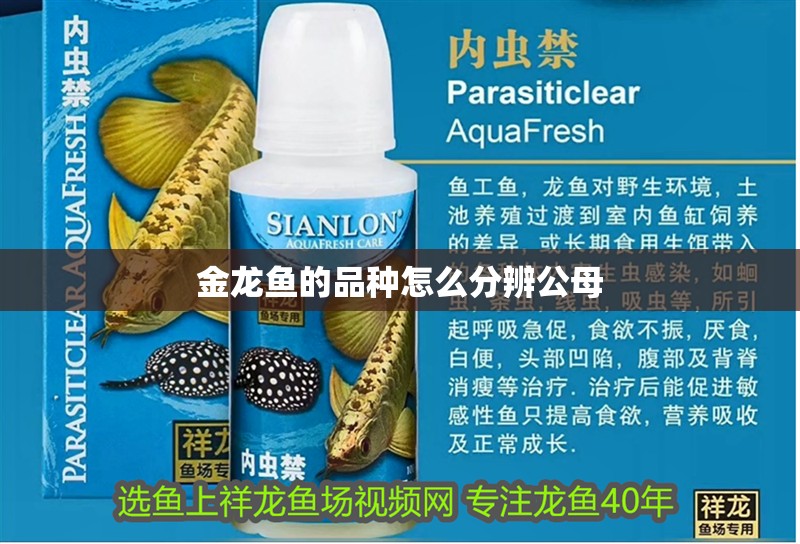金龍魚的品種怎么分辨公母