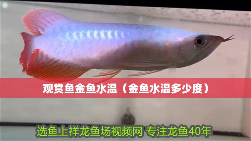觀賞魚金魚水溫（金魚水溫多少度）