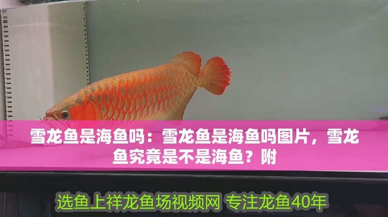 雪龍魚是海魚嗎：雪龍魚是海魚嗎圖片，雪龍魚究竟是不是海魚？附