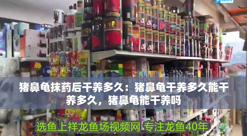 豬鼻龜抹藥后干養多久：豬鼻龜干養多久能干養多久，豬鼻龜能干養嗎