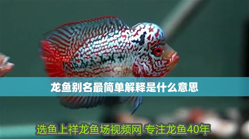 龍魚別名最簡單解釋是什么意思
