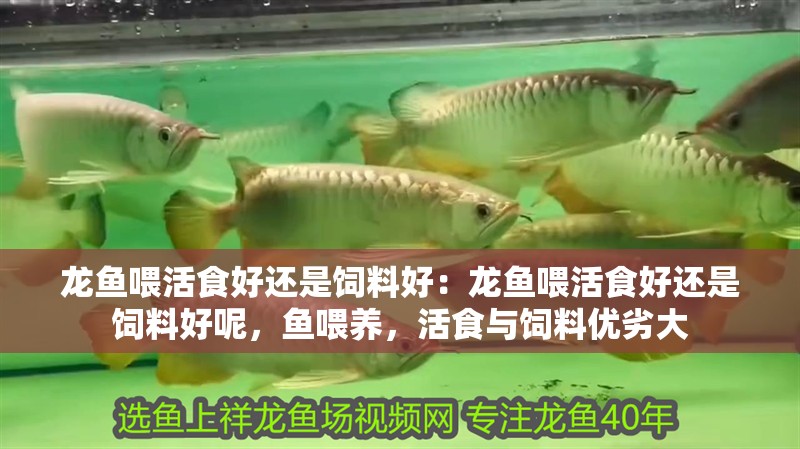 龍魚(yú)喂活食好還是飼料好：龍魚(yú)喂活食好還是飼料好呢，魚(yú)喂養(yǎng)，活食與飼料優(yōu)劣大