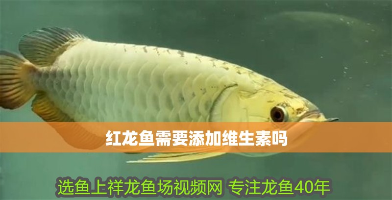 紅龍魚(yú)需要添加維生素嗎