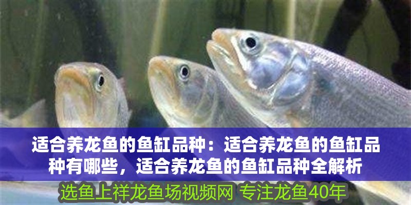 適合養(yǎng)龍魚的魚缸品種：適合養(yǎng)龍魚的魚缸品種有哪些，適合養(yǎng)龍魚的魚缸品種全解析