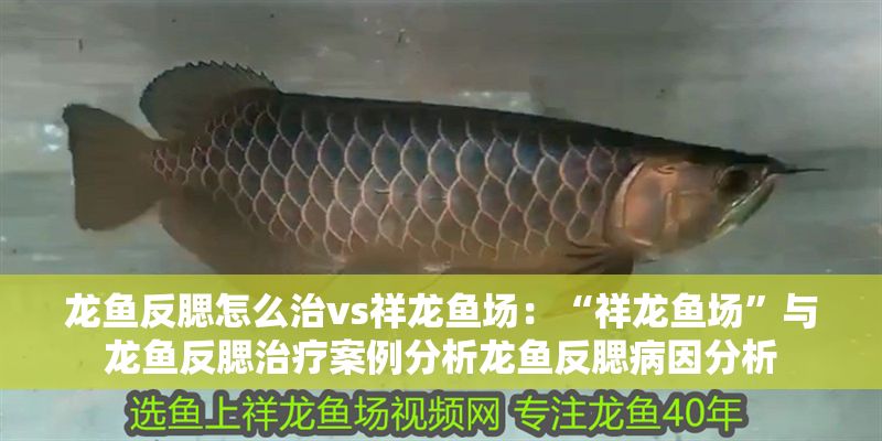 龍魚反腮怎么治vs祥龍魚場:“祥龍魚場”與龍魚反腮治療案例分析龍魚反腮病因分析 vs祥龍魚場 第1張 龍魚反腮怎么治vs祥龍魚場:“祥龍魚場”與龍魚反腮治療案例分析龍魚反腮病因分析 龍魚反腮怎么治vs祥龍魚場:“祥龍魚場”與龍魚反腮治療案例分析龍魚反腮病因分析 vs祥龍魚場 第1張