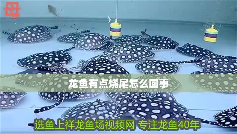 龍魚有點燒尾怎么回事 龍魚百科 第2張 龍魚有點燒尾怎么回事 龍魚有點燒尾怎么回事 龍魚百科 第2張