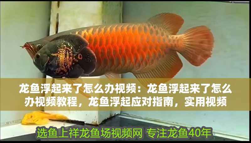 龍魚(yú)浮起來(lái)了怎么辦視頻：龍魚(yú)浮起來(lái)了怎么辦視頻教程，龍魚(yú)浮起應(yīng)對(duì)指南，實(shí)用視頻