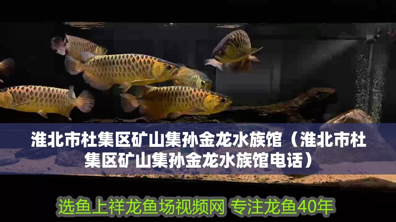 淮北市杜集區礦山集孫金龍水族館（淮北市杜集區礦山集孫金龍水族館電話）