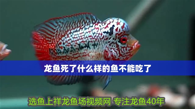 龍魚死了什么樣的魚不能吃了