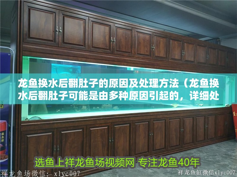 龍魚換水后翻肚子的原因及處理方法（龍魚換水后翻肚子可能是由多種原因引起的，詳細處理方法分析）