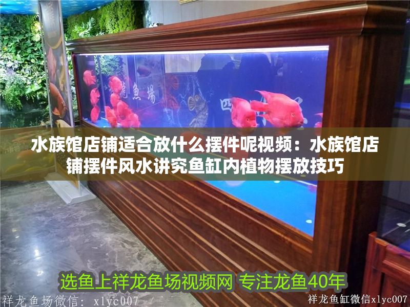 水族館店鋪適合放什么擺件呢視頻：水族館店鋪擺件風水講究魚缸內植物擺放技巧