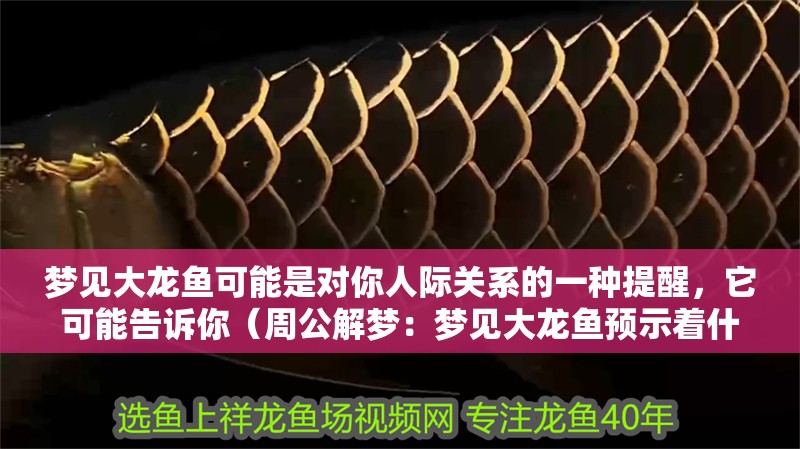 夢見大龍魚可能是對你人際關系的一種提醒，它可能告訴你（周公解夢：夢見大龍魚預示著什么？）