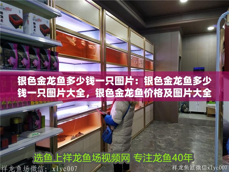 銀色金龍魚多少錢一只圖片：銀色金龍魚多少錢一只圖片大全，銀色金龍魚價格及圖片大全