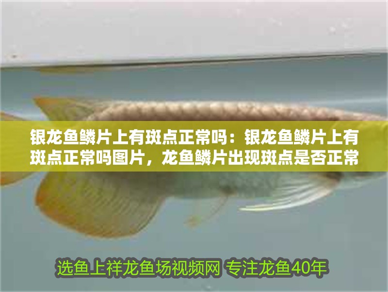 銀龍魚鱗片上有斑點正常嗎：銀龍魚鱗片上有斑點正常嗎圖片，龍魚鱗片出現斑點是否正常？附高清