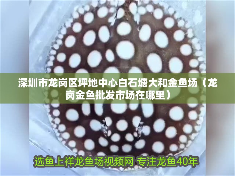 深圳市龍崗區坪地中心白石塘大和金魚場（龍崗金魚批發市場在哪里）