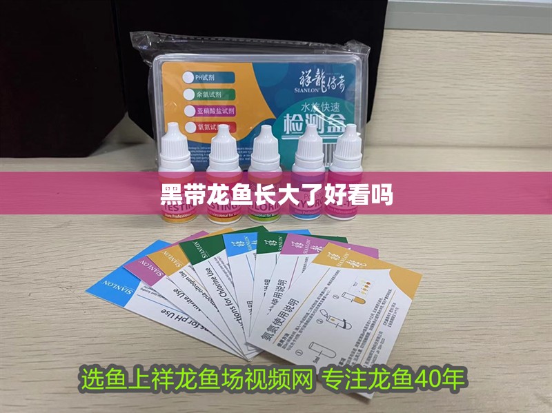 黑帶龍魚長大了好看嗎