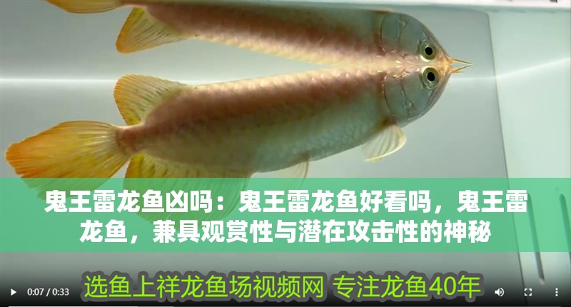 鬼王雷龍魚兇嗎：鬼王雷龍魚好看嗎，鬼王雷龍魚，兼具觀賞性與潛在攻擊性的神秘 鬼王雷龍魚兇嗎：鬼王雷龍魚好看嗎，鬼王雷龍魚，兼具觀賞性與潛在攻擊性的神秘 水族問答
