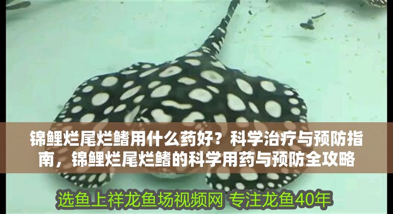 錦鯉爛尾爛鰭用什么藥好？科學治療與預防指南，錦鯉爛尾爛鰭的科學用藥與預防全攻略 錦鯉爛尾爛鰭用什么藥好？科學治療與預防指南，錦鯉爛尾爛鰭的科學用藥與預防全攻略 龍魚常見疾病 第1張