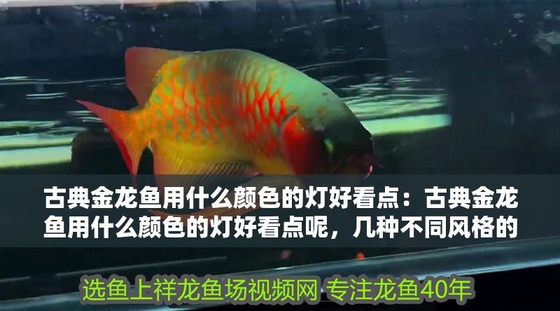 古典金龍魚用什么顏色的燈好看點：古典金龍魚用什么顏色的燈好看點呢，幾種不同風格的標題供你選擇，，探尋古典金龍魚適配的絕美燈光色彩，解鎖古典金龍魚最佳觀賞燈光顏色之謎，古典金龍魚，何種燈光顏色