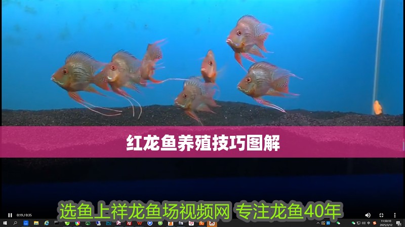 紅龍魚養殖技巧圖解