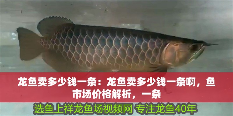 龍魚賣多少錢一條：龍魚賣多少錢一條啊，魚市場價格解析，一條