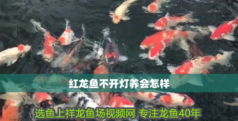 紅龍魚不開燈養會怎樣