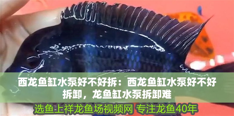西龍魚缸水泵好不好拆：西龍魚缸水泵好不好拆卸，龍魚缸水泵拆卸難