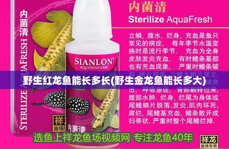 野生紅龍魚能長多長(野生金龍魚能長多大)