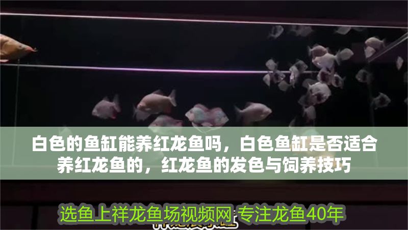 白色的魚缸能養(yǎng)紅龍魚嗎，白色魚缸是否適合養(yǎng)紅龍魚的，紅龍魚的發(fā)色與飼養(yǎng)技巧