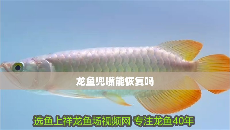 龍魚兜嘴能恢復嗎