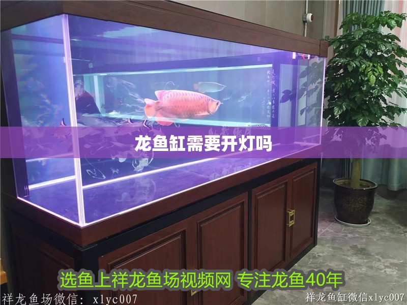 龍魚(yú)缸需要開(kāi)燈嗎