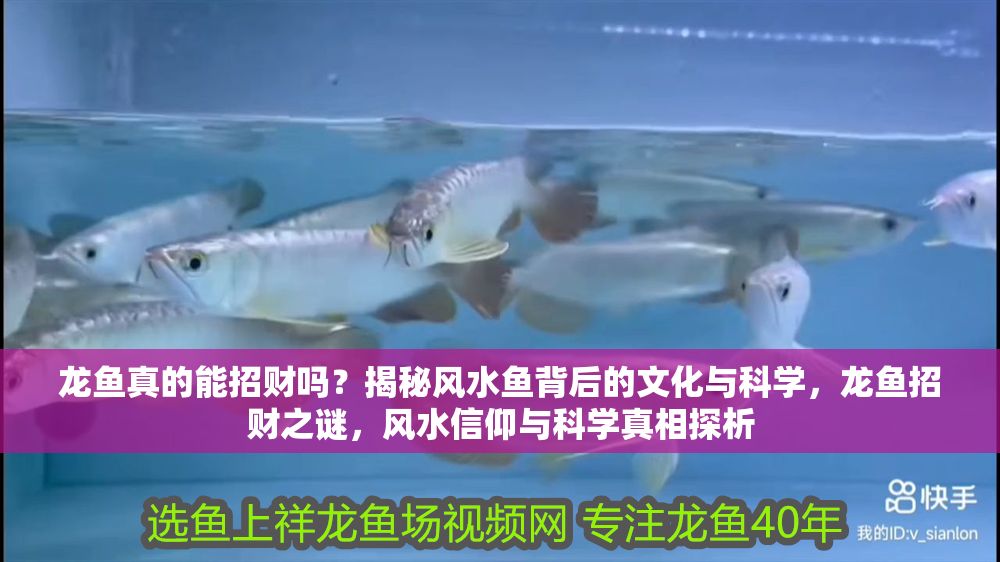 龍魚真的能招財嗎？揭秘風水魚背后的文化與科學，龍魚招財之謎，風水信仰與科學真相探析