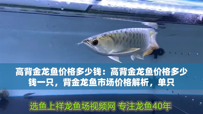 高背金龍魚價(jià)格多少錢：高背金龍魚價(jià)格多少錢一只，背金龍魚市場(chǎng)價(jià)格解析，單只