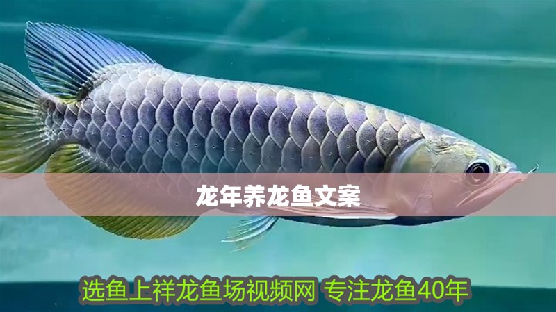 龍年養龍魚文案 龍年養龍魚文案 龍魚百科 第4張