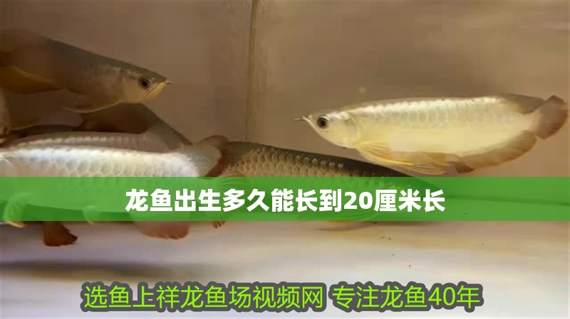 龍魚出生多久能長到20厘米長 龍魚出生多久能長到20厘米長 龍魚百科 第4張