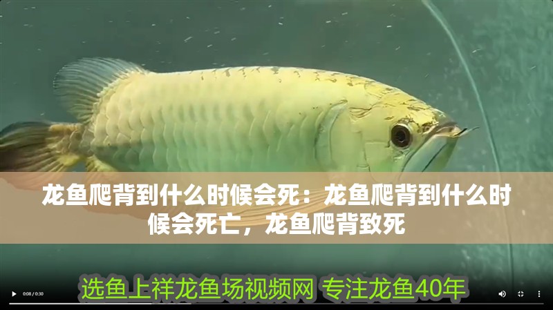龍魚爬背到什么時候會死：龍魚爬背到什么時候會死亡，龍魚爬背致死