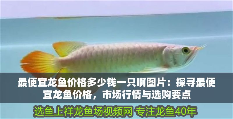 最便宜龍魚價格多少錢一只啊圖片：探尋最便宜龍魚價格，市場行情與選購要點