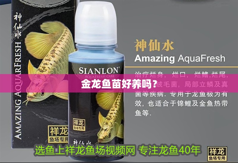 金龍魚苗好養嗎？ 金龍魚苗好養嗎？ 龍魚百科 第2張