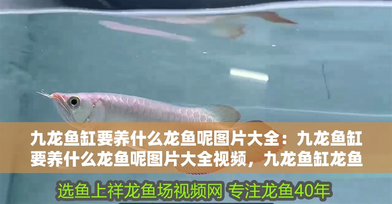 九龍魚缸要養什么龍魚呢圖片大全：九龍魚缸要養什么龍魚呢圖片大全視頻，九龍魚缸龍魚品種精選，高清圖片與視頻全攻略