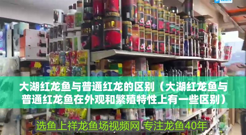 大湖紅龍魚與普通紅龍的區別（大湖紅龍魚與普通紅龍魚在外觀和繁殖特性上有一些區別）