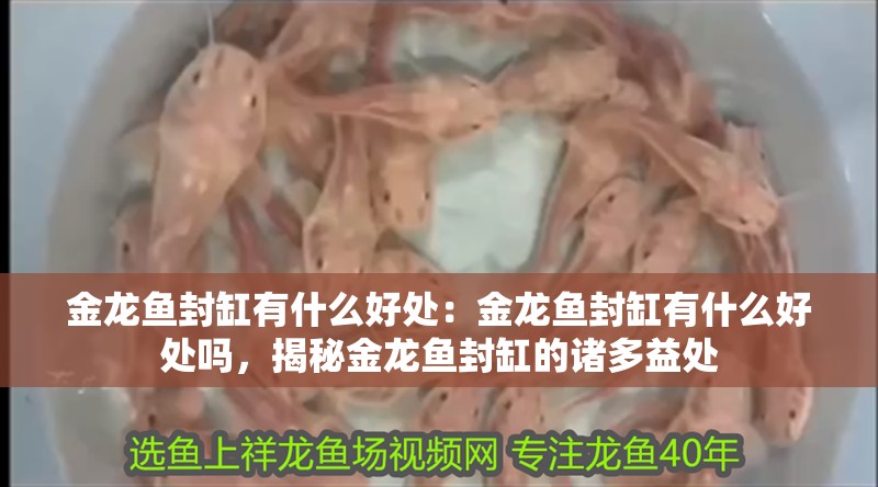 金龍魚封缸有什么好處：金龍魚封缸有什么好處嗎，揭秘金龍魚封缸的諸多益處
