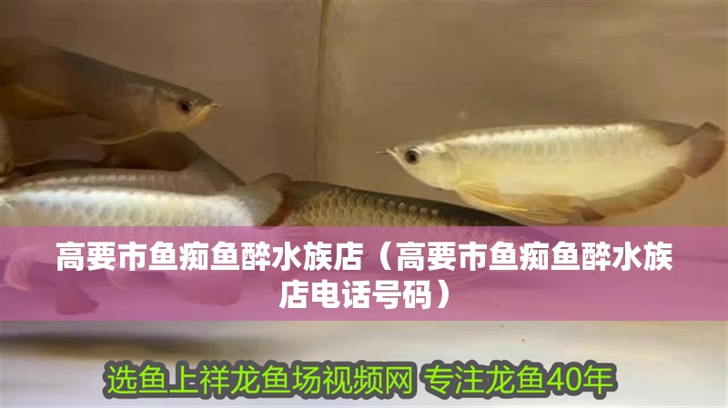 高要市魚癡魚醉水族店（高要市魚癡魚醉水族店電話號(hào)碼）
