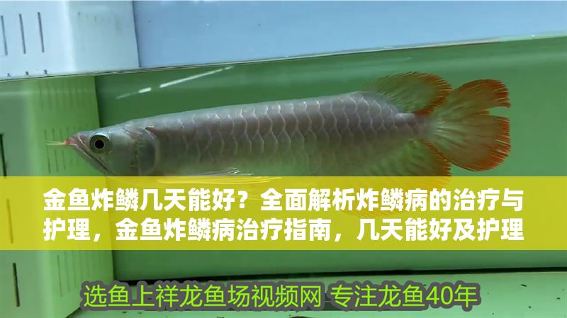 金魚炸鱗幾天能好？全面解析炸鱗病的治療與護理，金魚炸鱗病治療指南，幾天能好及護理全解析