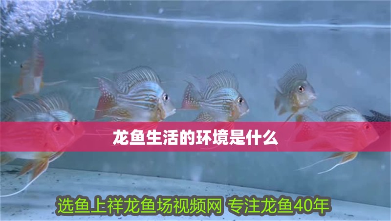 龍魚生活的環(huán)境是什么 龍魚生活的環(huán)境是什么 龍魚百科 第3張