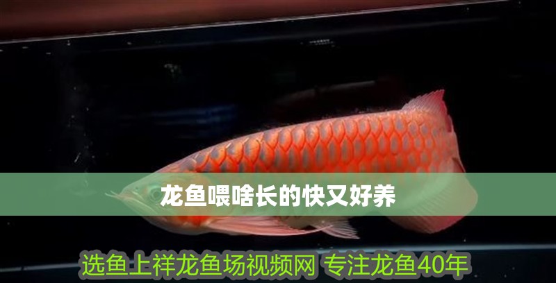 龍魚喂啥長的快又好養(yǎng)