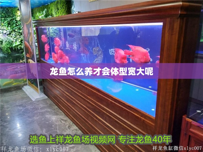龍魚怎么養才會體型寬大呢